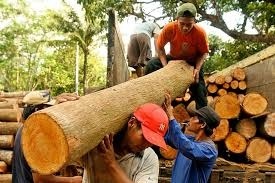 MAN Hails Federal Government’s Wood Export Ban as a Boost for Nigeria’s Furniture Industry
