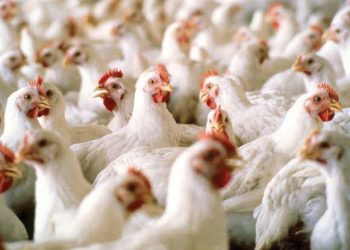 Ogun Government Boosts Local Poultry Production with 5,000-Birds-Per-Day Facility