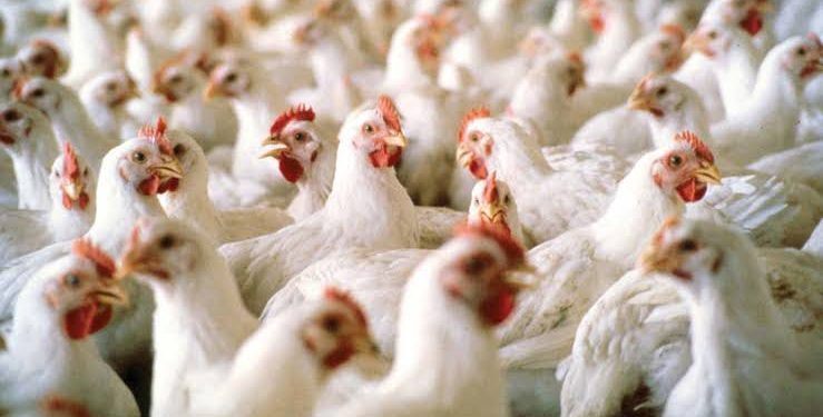 Ogun Government Boosts Local Poultry Production with 5,000-Birds-Per-Day Facility