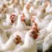 Ogun Government Boosts Local Poultry Production with 5,000-Birds-Per-Day Facility