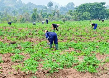 Agribusiness Firm Acquires Ondo-Based Matna Foods to Boost Local Cassava Processing and MSME Growth
