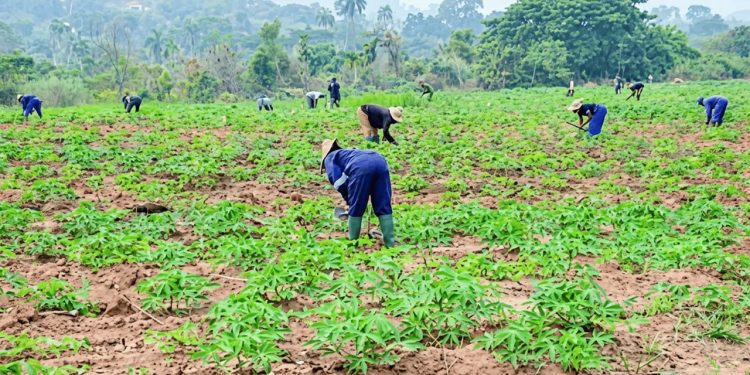 Agribusiness Firm Acquires Ondo-Based Matna Foods to Boost Local Cassava Processing and MSME Growth