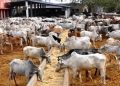 Federal Ministry of Livestock Targets Women and Youths to Drive SME Growth