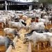 Federal Ministry of Livestock Targets Women and Youths to Drive SME Growth