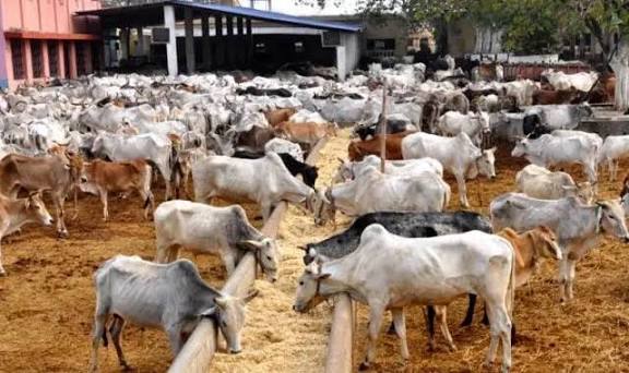 Federal Ministry of Livestock Targets Women and Youths to Drive SME Growth
