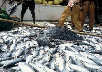 Nigeria’s Fish Production Jumps by 300,000 Tonnes