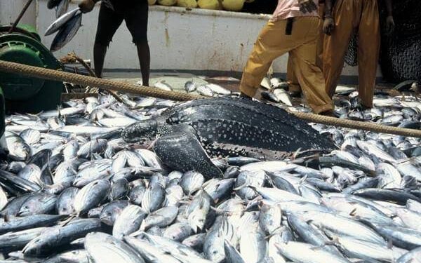 Nigeria’s Fish Production Jumps by 300,000 Tonnes