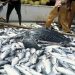 Nigeria’s Fish Production Jumps by 300,000 Tonnes