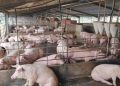 Pig Farmers Urge Government to Prioritise Land, Funding to Unlock Sector’s Economic Potential