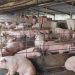 Pig Farmers Urge Government to Prioritise Land, Funding to Unlock Sector’s Economic Potential