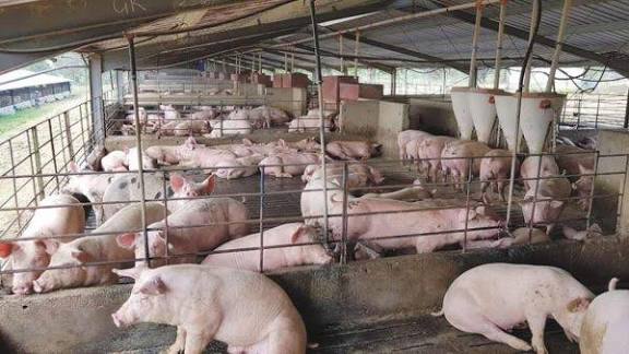 Pig Farmers Urge Government to Prioritise Land, Funding to Unlock Sector’s Economic Potential