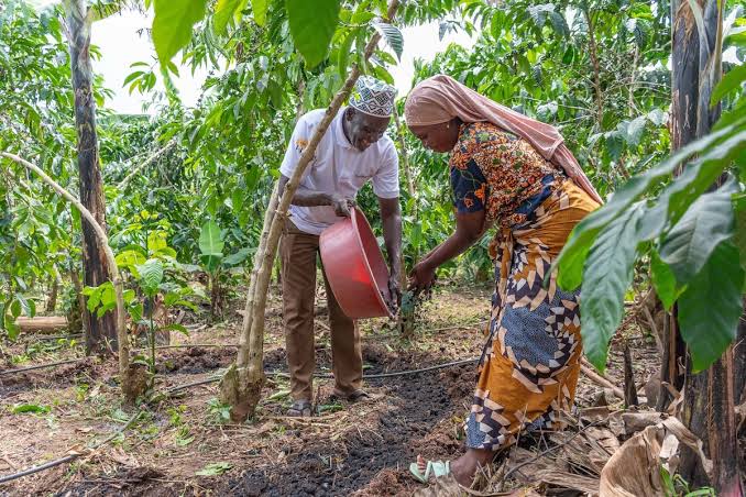 Ibadan Farmers Trained on Biochar Production to Boost Wetland Farming