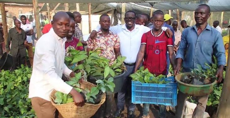 Uganda Distributes 8,000 Coffee Seedlings to Boost Youth Farming and incomes in Masaka