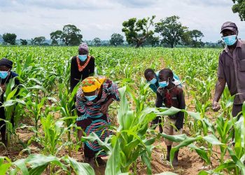 Kaduna Maize Farmers Report ₦10 Billion Loss Amid Plummeting Prices, Urge Government Intervention