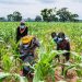 Kaduna Maize Farmers Report ₦10 Billion Loss Amid Plummeting Prices, Urge Government Intervention
