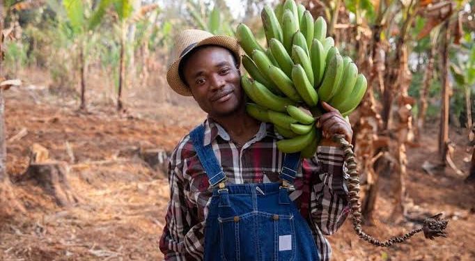 SMEDAN, IFAD Train Women on Agribusiness in Taraba
