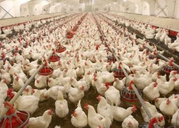 Ogun State Expands Poultry Processing Capacity to Cut Imports and Strengthen Local Food Production