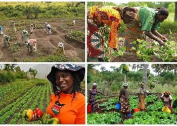 Heifer Nigeria Launches $40,000 Challenge to Empower Youth-Led Agritech SMEs and Boost Farmers’ Incomes
