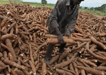 FG Aims to Save Over ₦3 Trillion Annually Through Cassava Bioethanol Project