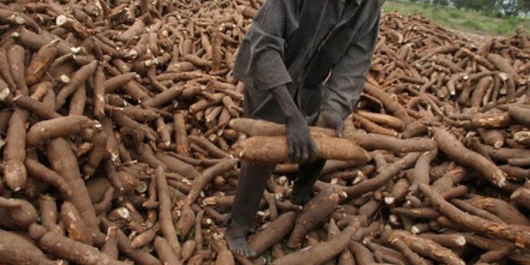 FG Aims to Save Over ₦3 Trillion Annually Through Cassava Bioethanol Project