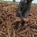 FG Aims to Save Over ₦3 Trillion Annually Through Cassava Bioethanol Project